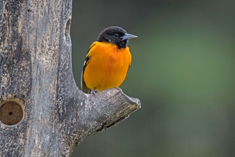 Staten Island Ferry // Oriole