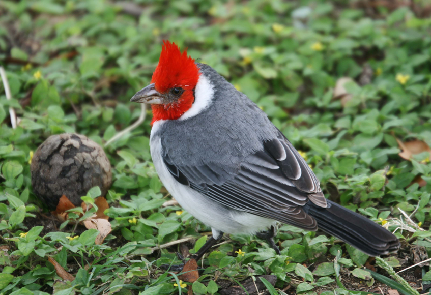 R179 Train // Red Crested Cardinal