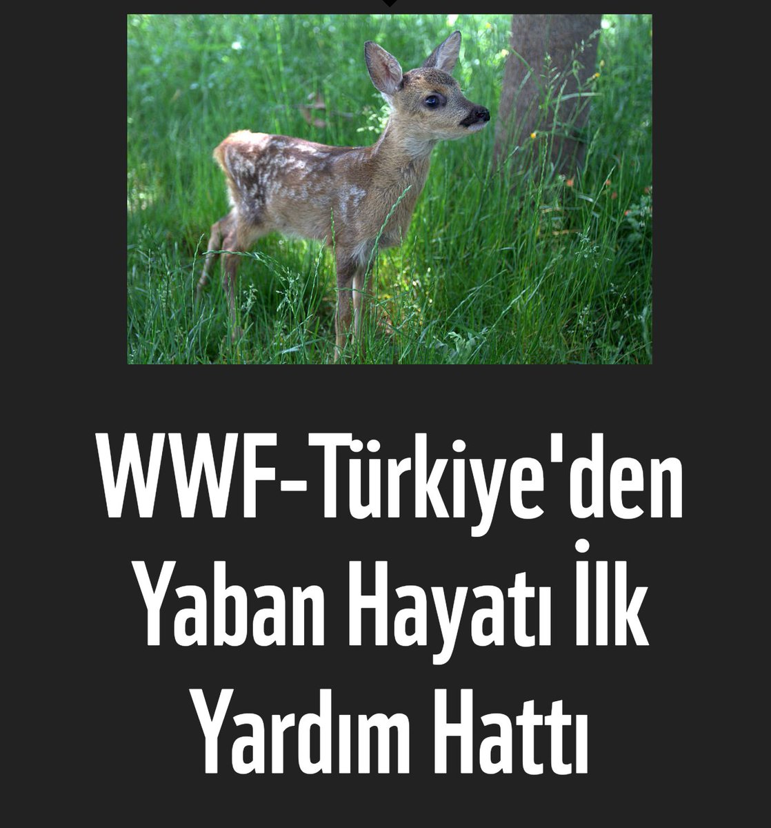 cinayettir's tweet photo. WWF- Türkiye (Doğal Hayatı Koruma Vakfı) yardıma muhtaç yaban hayvanlarıyla karşılaşanlara müdahale konusunda danışmanlık verecek “Türkiye Yaban Hayatı İlkyardım Hattı”nı hizmete açtı.
Türkiye Yaban Hayatı İlkyardım Hattı için: (0850) 203 09 93 https://t.co/qEEuIMRyX0