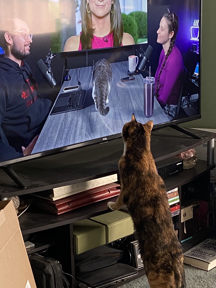 robinlcole's tweet photo. @nailogical My Gypsy is obsessed with Menchie today. She keeps meowing and tapping the screen with her paw. So cute! 🤣 https://t.co/ezEOg5kau3