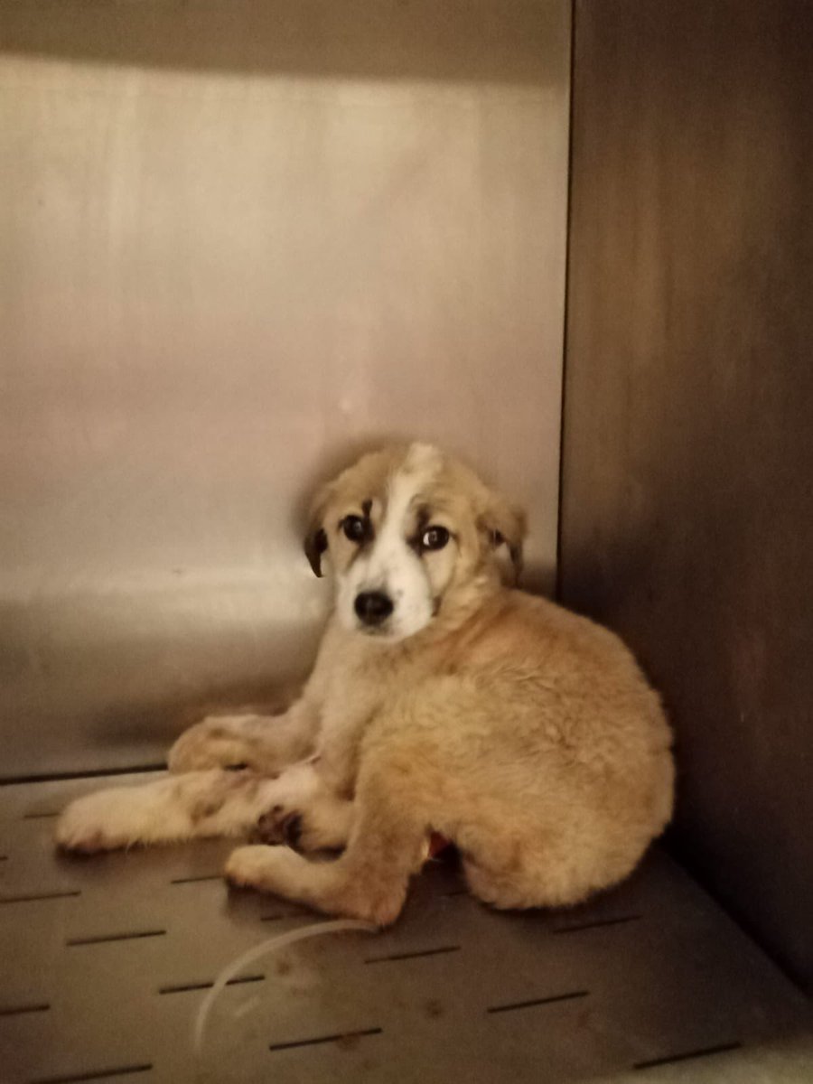 Parvolu yavrular için acil tedavi desteğine ihtiyacım var . Onlar benim değil bizim canlarımız. Sokaktan buldum. Ve tereddüt etmeden ölmesinler diye kliniğe götürdüm. Damlaya damlaya göl olur. Bağış yapmak isteyenler kliniğin ıbanını vercem. Eğer ödeme yapamazsam klinik ++