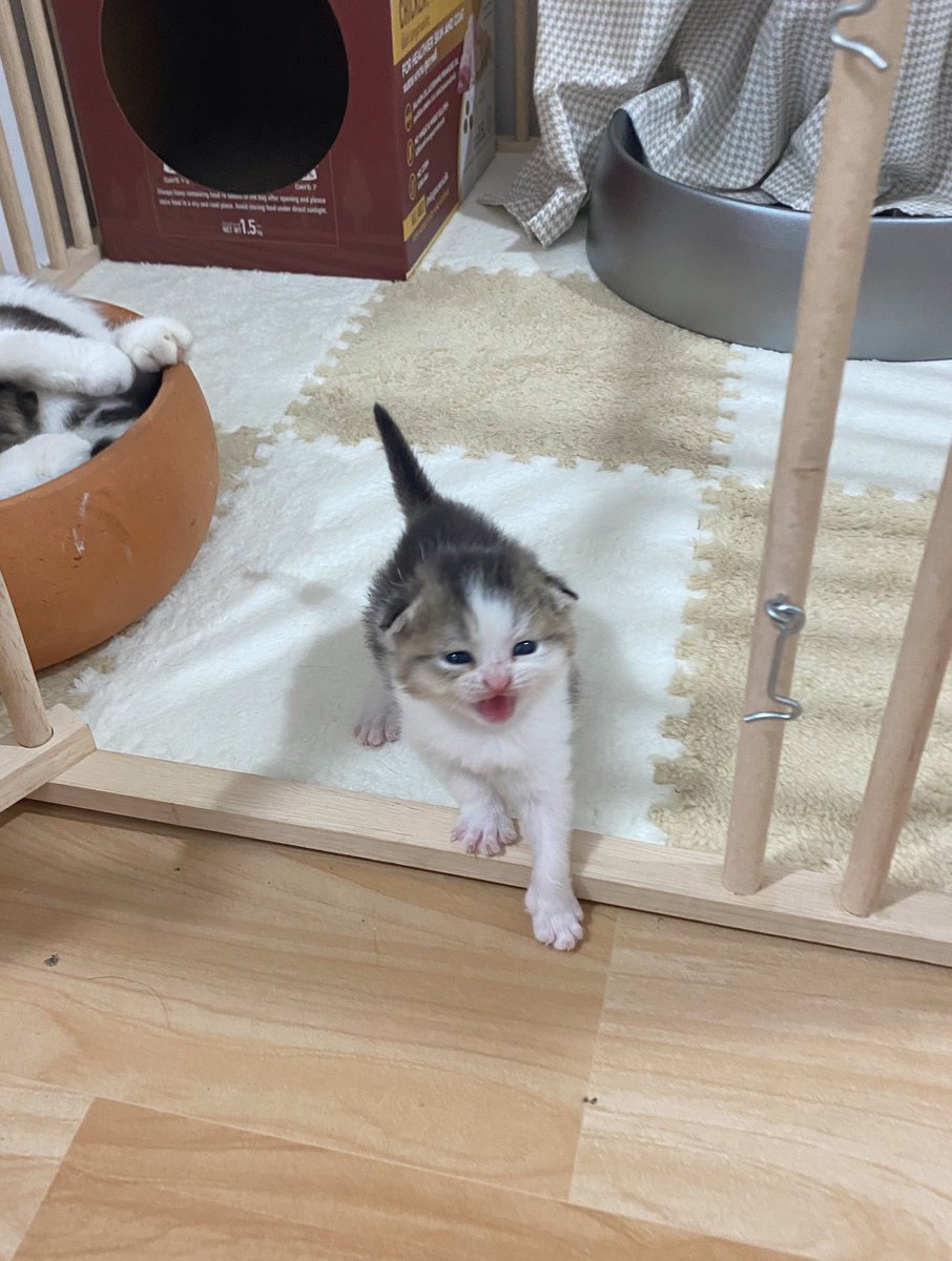 เพิ่งค้นพบว่าตุ๋นชอบให้อุ้มขึ้นแบบนี้มากก ปล่อยปุ๊บรีบวิ่งมาร้องให้อุ้มอีกๆ 55555