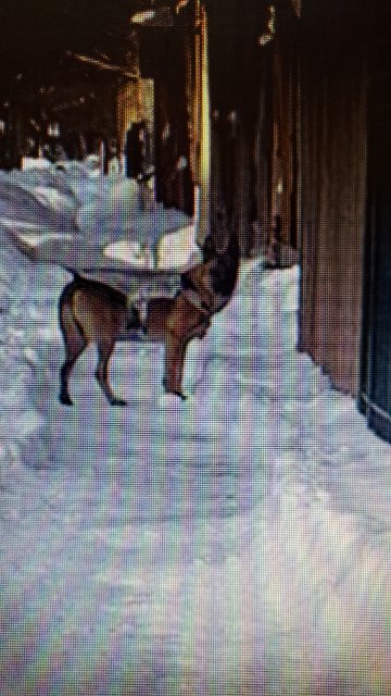 Chicago PD 14th Dist tweet media