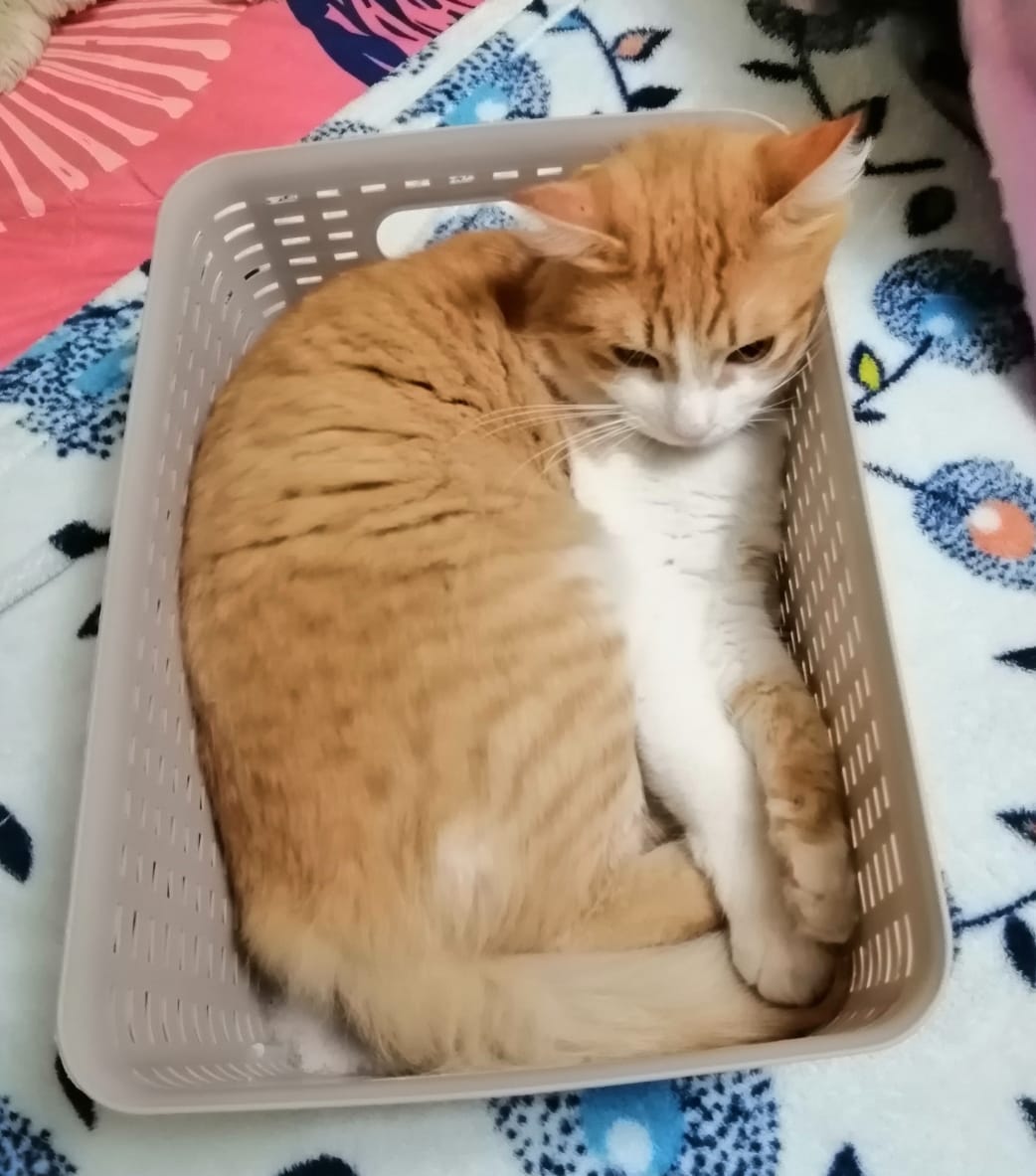 PabloKurt_19's tweet image. Por cierto, el gato es del @NetoTrooper182 y no tengo dudas que cuando está aburrido cambia su estado a líquido.