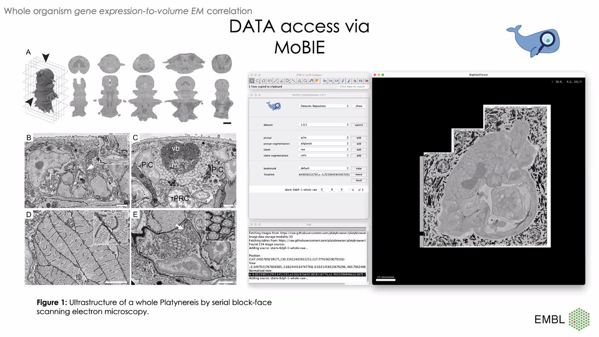 martinjones78's tweet photo. Starting with an introduction to MoBIE by @tischitischer, @cppape and @Sci_Wanderlust, building on #BigDataViewer, for handling huge multimodal imaging datasets
GitHub: https://t.co/JyjyfNDVu2
Project page: https://t.co/vhpx2pfdsP
#ZEISSCorrMic3D https://t.co/CEOpMnt8EA