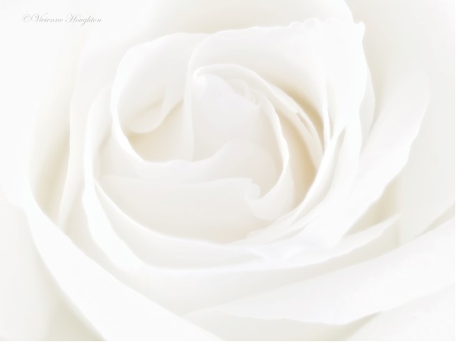 A simple image set up in my kitchen on a very wet afternoon