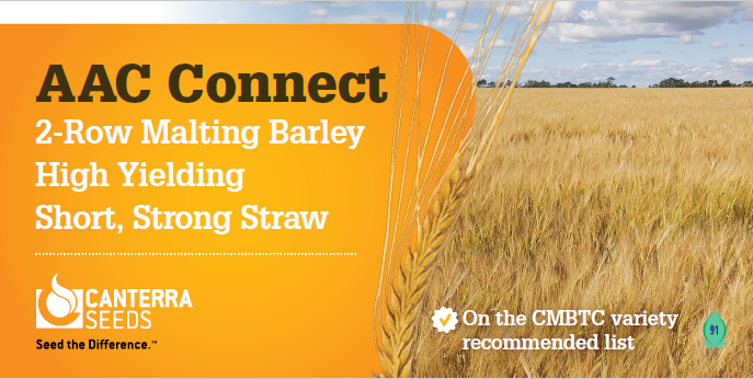EnsQualitySeed's tweet photo. 🍺 For the malt barley growers out there, the AAC Connect from @canterraseeds is the ticket.  Short straw, high yield, good disease package, and a recommended malting variety for CMBTC.  Call to book yours.  204-325-4658

#maltbarley #aacconnect #cmbtc https://t.co/2C9fwmBf2Y