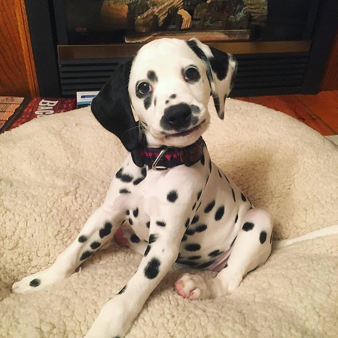 LocalPetService's tweet image. He So adorable🥰🥺💓⠀⠀
Can you say not to him(dog), When he wants to play with you?😍😍
.
Like👍💓
Comment📝
Share 🖇
.
Follow 👉@LocalPetService
Follow 👉@LocalPetService
.⠀⠀
#Doberman #dogplay #adorable #puppy #Dog #dogsoftwitter #DOBERMANINFINITY #NewYorkCity