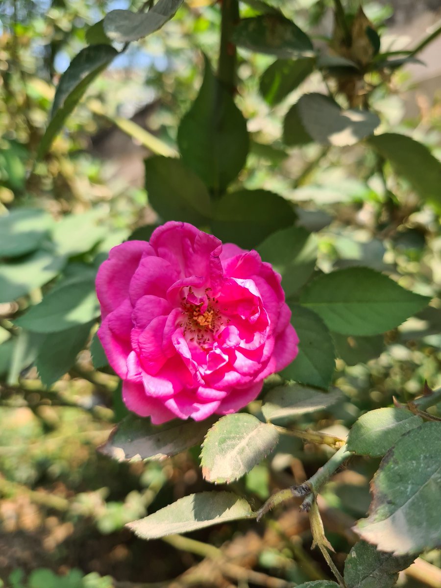 AudiRJe_tron's tweet photo. R O S E S feat. S21 Plus sensors
.
.
#shotons20plus #samsung #samsunggalaxy #s20plus #mobilephotography #roses #rosesπΉ #pinkroses #pink #rosesofinstagram #rosesareredvioletsareblue #nature #naturephotography #morning #beautiful #sensors #green #greenery https://t.co/wcDphfG6Il