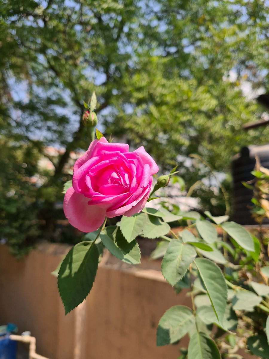 AudiRJe_tron's tweet photo. R O S E S feat. S21 Plus sensors
.
.
#shotons20plus #samsung #samsunggalaxy #s20plus #mobilephotography #roses #rosesπΉ #pinkroses #pink #rosesofinstagram #rosesareredvioletsareblue #nature #naturephotography #morning #beautiful #sensors #green #greenery https://t.co/wcDphfG6Il
