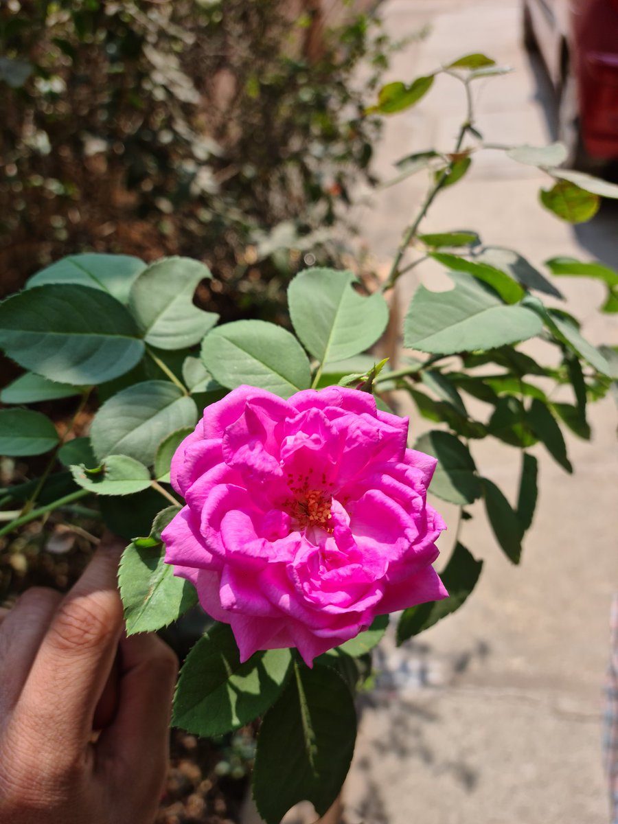 AudiRJe_tron's tweet photo. R O S E S feat. S21 Plus sensors
.
.
#shotons20plus #samsung #samsunggalaxy #s20plus #mobilephotography #roses #rosesπΉ #pinkroses #pink #rosesofinstagram #rosesareredvioletsareblue #nature #naturephotography #morning #beautiful #sensors #green #greenery https://t.co/wcDphfG6Il