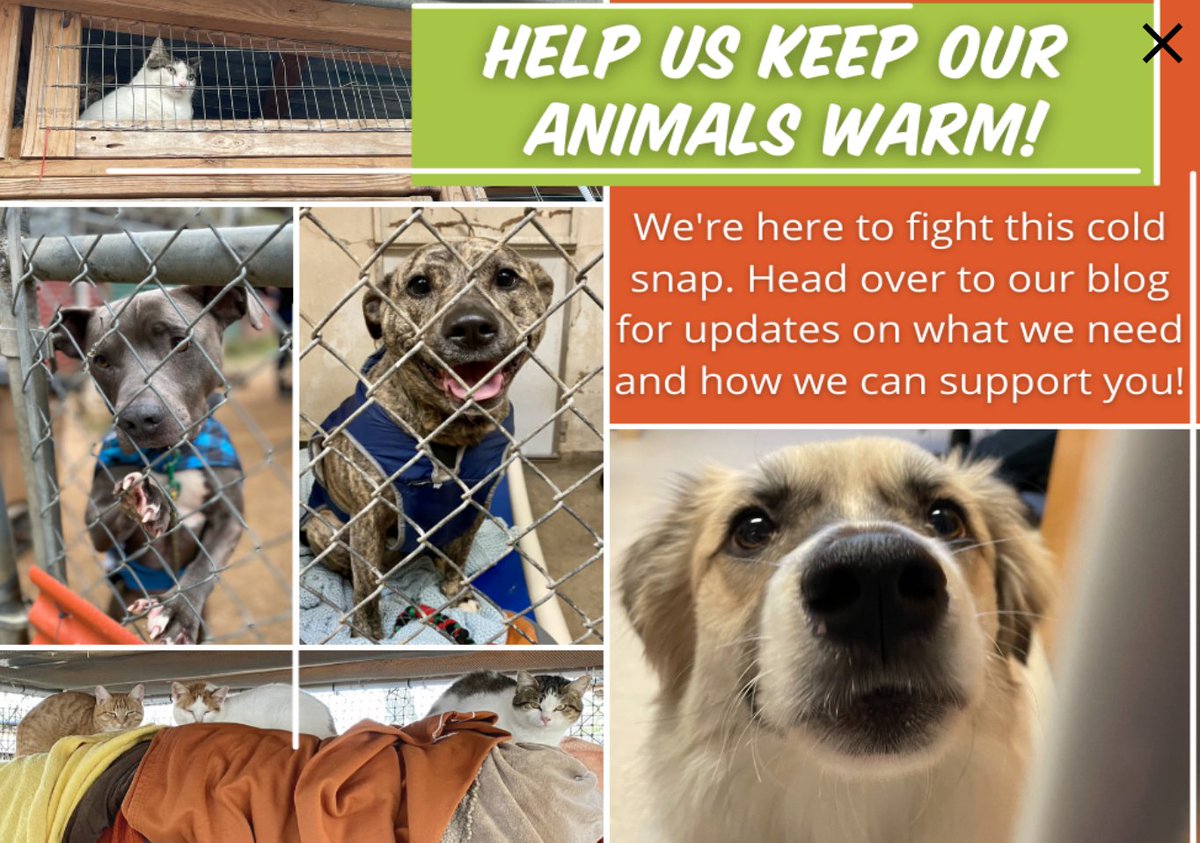 11/ AUSTIN PETS ALIVE .org - help keep animals warm! HOW TO HELP:  https://www.austinpetsalive.org/blog/cold-weather-blast-what-we-need-and-how-we-can-help