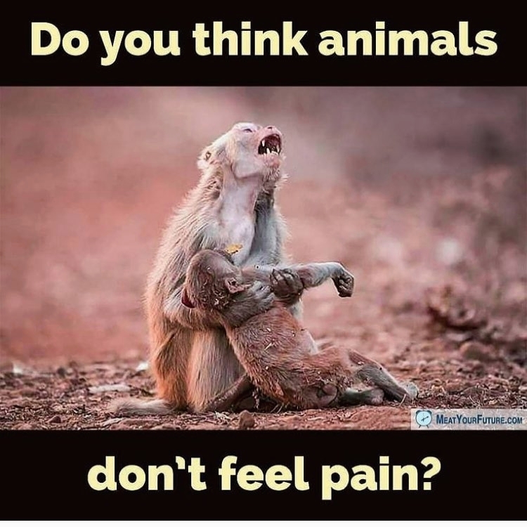 Comment below! 👇🏼
🐣🐔🐷🥒🌽🍒 
Via: <a href="/animalsabove/">Animals Above</a>
(📷 Credit to the respective owner(s))

.
.
.
.
#animallover #veganism