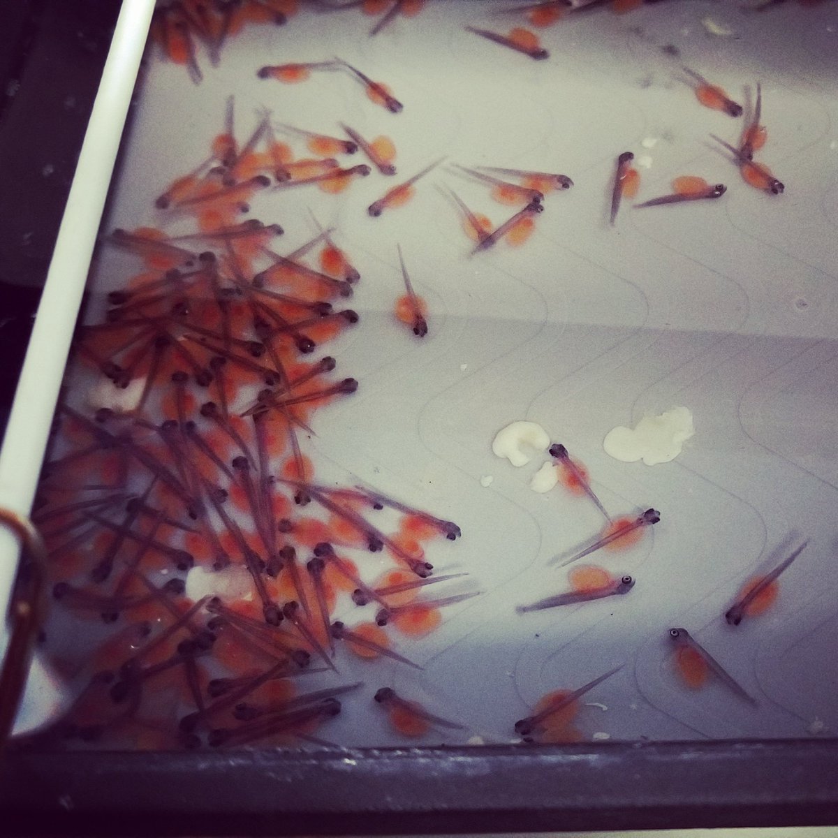 250 rainbow trout have hatched!!!  #TIC