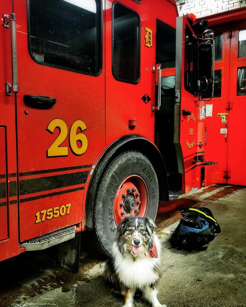 Engine House Dog for a day.

#AustralianShepherd #dogsofinstagram #AustralianShepherdsofinstagram #dfd #detroitfire #dfdlad26