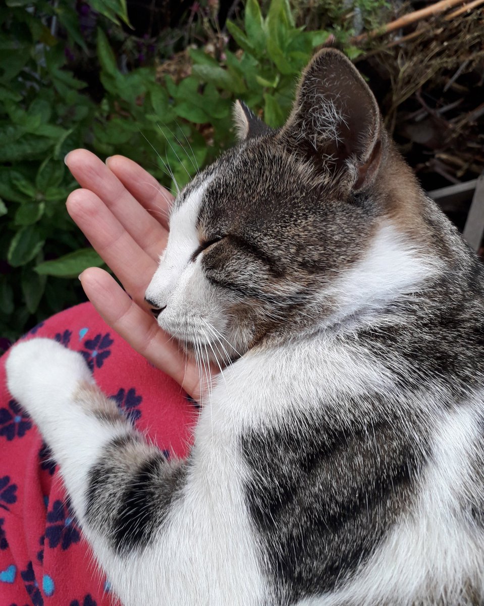 Keşke bir şiir okumuş, 

Bir kedi sevmiş olsaydınız ..

Belki bu kadar, kirletmezdiniz dünyayı ..

[Turgut Uyar]

#Canım #Bulut #İyikivarsın 🐈💕

🐈🐾🐈❤🐈🐾🐈

#DünyaKedilerGünü 
#DünyaKediGünü