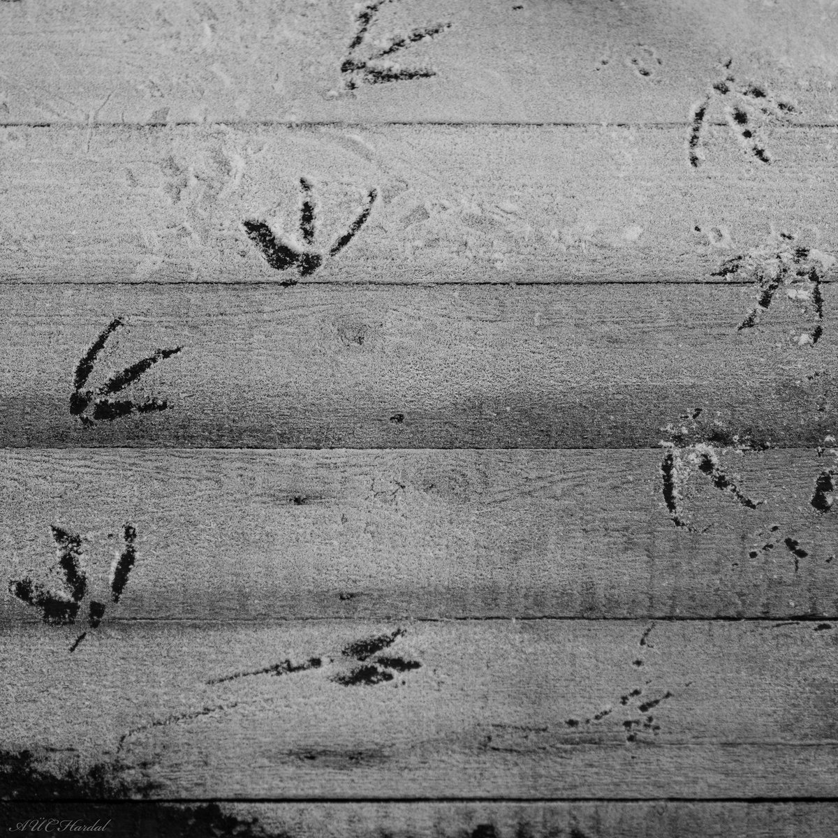 AucHardal's tweet photo. Profound subtlety is what I am looking for in my #art. Sometimes I am successful, most of the time I fail. I think sometimes I see what others simply ignore for the sake of the #epic, though simplicity requires more #mastery. 

#storytelling #photographer #photography https://t.co/tnPCxizZVu