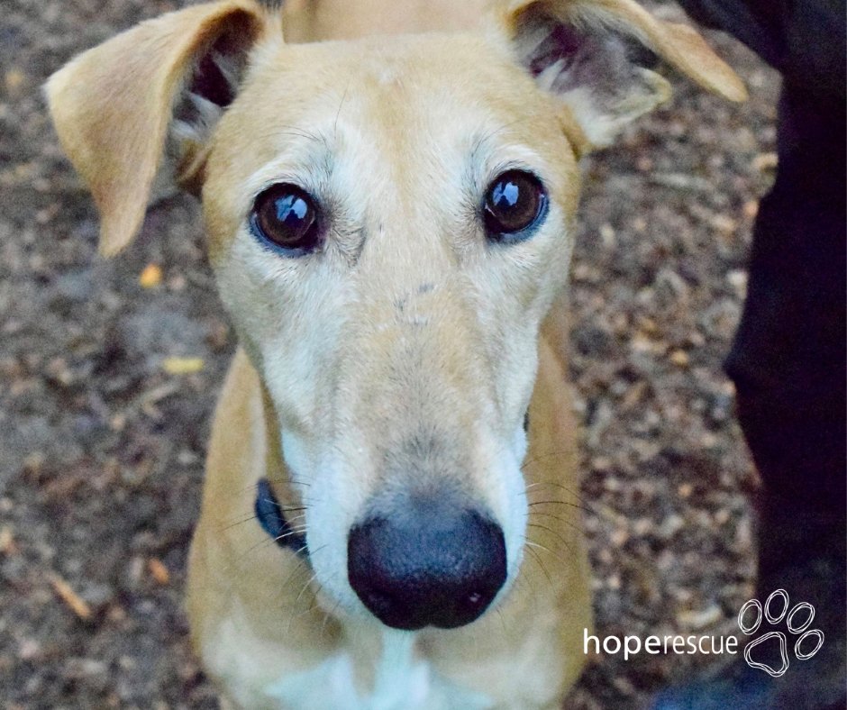 As it is #RandomActsofKindness day, why not do something lovely for the dogs here at Hope Rescue. How could you possibly resist those eyes? We have lots of lovely goodies on our Wishlist and would be so grateful if you could buy one as your act of kindness loom.ly/w1RAaLM