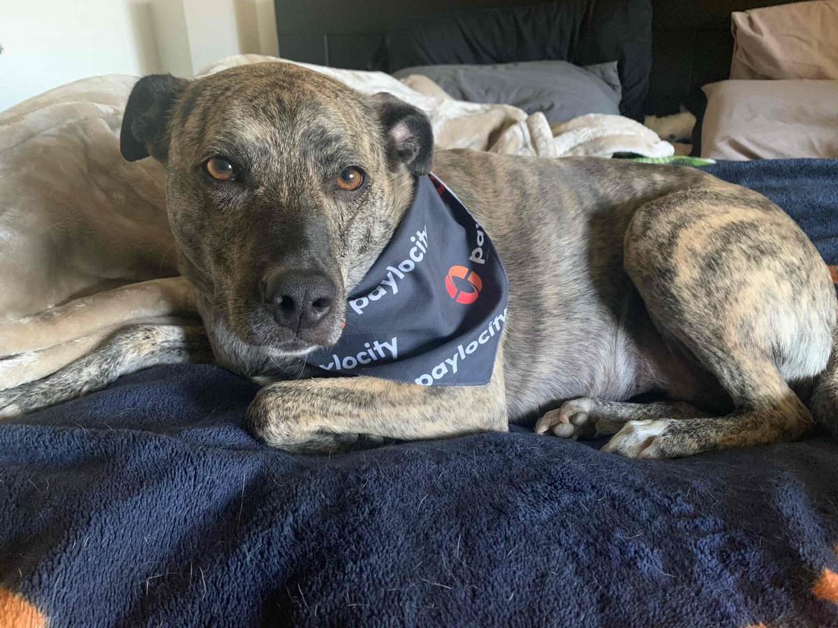 PCTYCareers's tweet photo. Lettuce makes the best work partner in this remote life. ❤️ 🧡 🐾 #InsidePaylocity #PCTYPets #RemoteLife #PCTYSwag #ForwardTogether https://t.co/dObYtAJ4sy