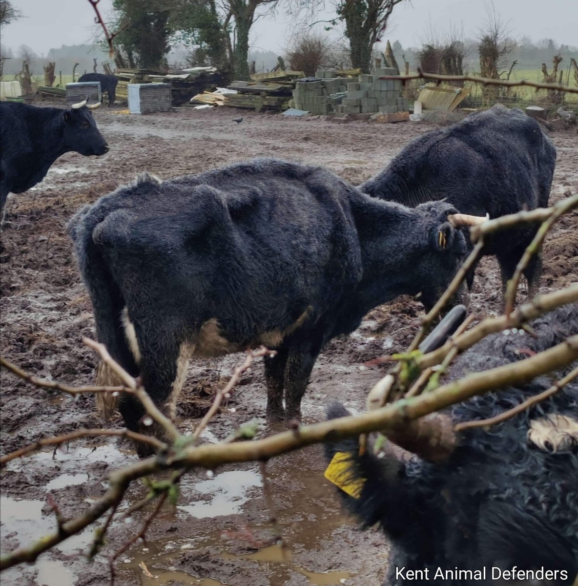 Hi <a href="/DefraGovUK/">Defra UK</a> <a href="/Kent_cc/">Kent County Council</a> <a href="/APHAgovuk/">APHA</a> <a href="/RSPCA_official/">RSPCA (England & Wales)</a> its us AGAIN doing your job! Any chance of actually sorting this pathetic farmer out and helping these poor animals? We WONT stop until you do something! <a href="/bbcsoutheast/">BBC South East</a> #animalcruelty #animalabuse <a href="/yvette_austinTV/">Yvette Austin</a>