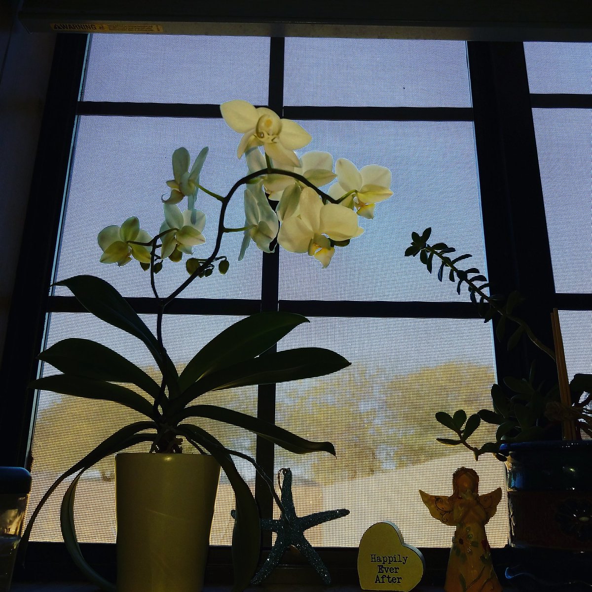 DavelynRodgers's tweet photo. Good morning from our sweet #Orion, he's blooming all over!! 😊🌴💛 #orchids #windowsills #wildblueyonder
@tomcolgan14 https://t.co/T2KUyTLiv3