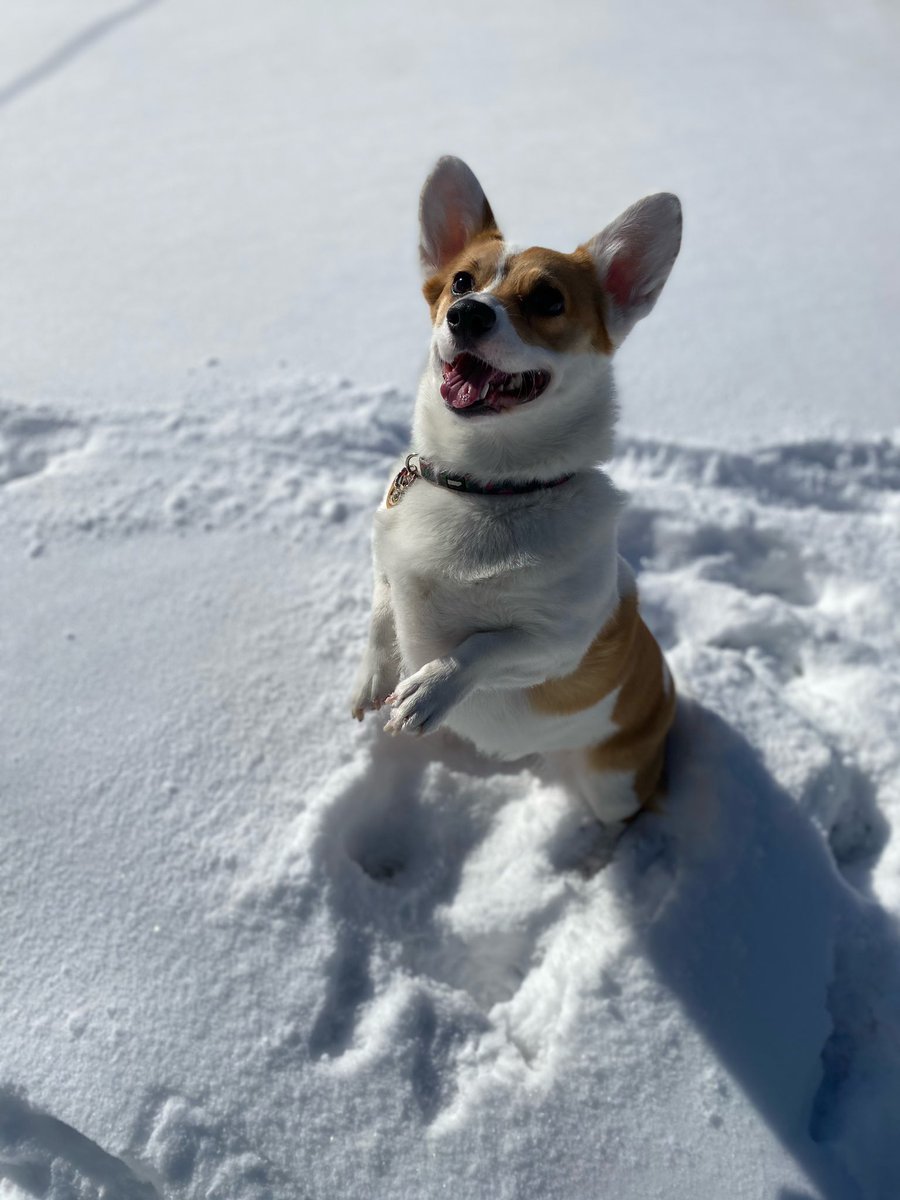 starlord_xx's tweet photo. Snow Doggos 🐶❄️ https://t.co/9ZSZYVQeKo