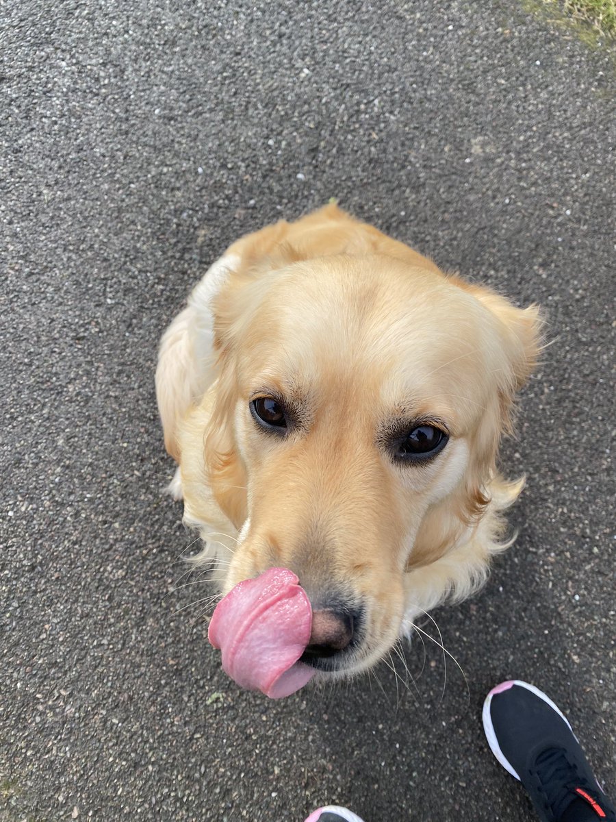 LauraJPeach's tweet photo. A walk with this beauty is what the doctor ordered ❤️😍🐶 https://t.co/hAQIXfS0k0