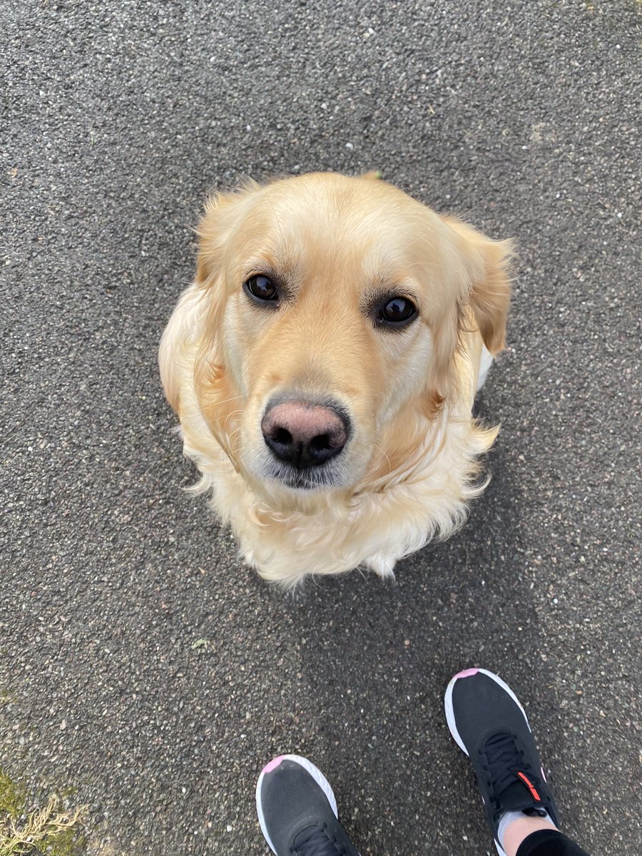 LauraJPeach's tweet photo. A walk with this beauty is what the doctor ordered ❤️😍🐶 https://t.co/hAQIXfS0k0