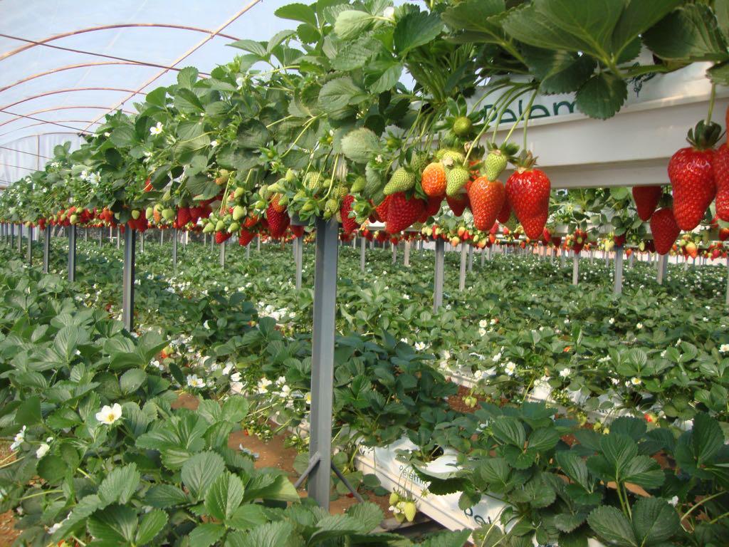 PelemixS's tweet photo. Cultivo de #fresa 🍓 en Grow Bag de #fibradecoco #Pelemix y Sistema de canal Mapal de PC
https://t.co/wlsPcwwm97
#growbag #canalizaciones #drenaje #hidroponia #hidroponic #greenhouse #invernadero #cultivo #agricultor #agriculture #farmer https://t.co/d8O2ai1MnW