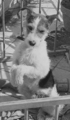 Mary & Lily had a love-hate relationship, which all came to a dramatic conclusion with the death of Lily’s beloved dog – that is a story for another day. In short, it threw a spanner in the works, as a grieving Lily threatened to blow her cover to her German handlers - eek!