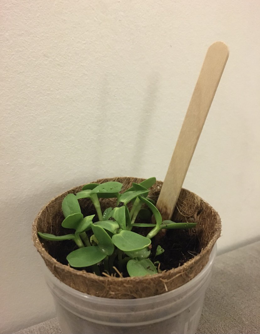 Discovery_Y6's tweet photo. πΊοΈ Year 6 Learning Journey πΊ Where will your learning take you today children? πππ Our Year 6 pupils are developing important life skills by βGrowing their ownβ this week! πThese look amazing! π±Well done! πͺ΄ #Year6 #DPS #ExploreDreamGROW #Greenfingers #Proud https://t.co/FsrUu22Hmb
