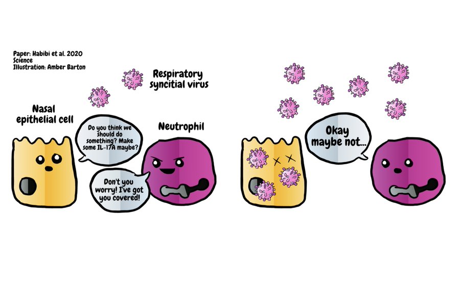 Next Amber Barton  @amberjoybarton who does awesome cartoons about immunologyHere’s a short summary of a paper by  @InThwaiteImmune,  @ChrisChiuLab  @cjohansson_lab and  @p_openshaw #sciencehumour  #sciencecomics3/