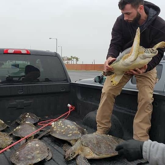 TXSeaGrant's tweet photo. Thank you to all the volunteers who have saved 2500+ cold stunned #seaturtles in the lower Laguna Madre. (And thanks @t_reisinger for the pics) #TexasWinterStorm2021 https://t.co/WRBBqaX0vZ