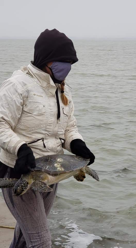 TXSeaGrant's tweet photo. Thank you to all the volunteers who have saved 2500+ cold stunned #seaturtles in the lower Laguna Madre. (And thanks @t_reisinger for the pics) #TexasWinterStorm2021 https://t.co/WRBBqaX0vZ