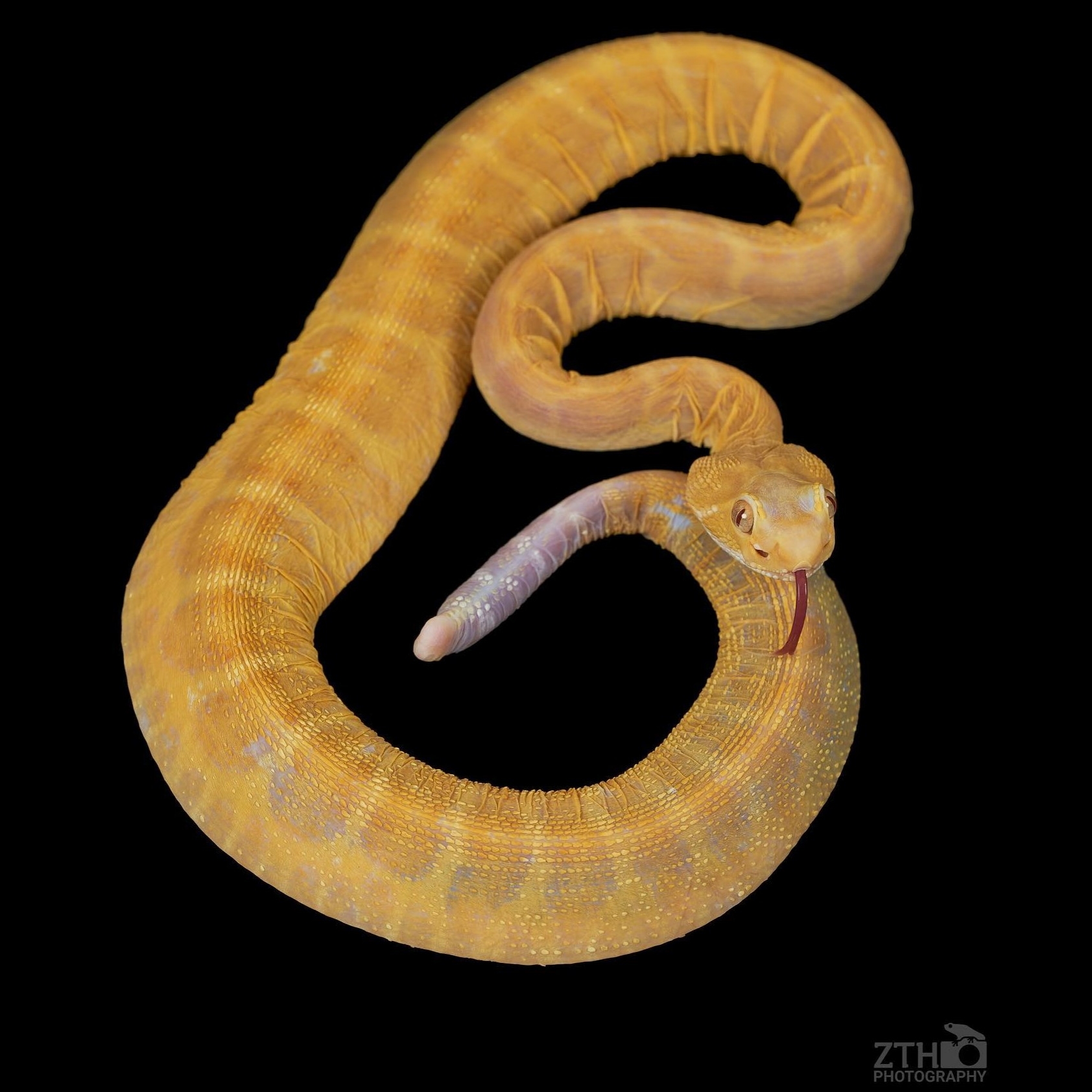 Scaleless Rattlesnake