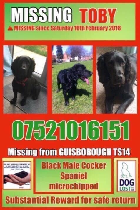 #SpanielHour 
💔TOBY💔TOBY💔TOBY💔
Where are you beautiful boy 
10/2/18 
Your family NEVER thought you’d be gone this long 
Are you safe? We need to know 

facebook.com/groups/1477567…