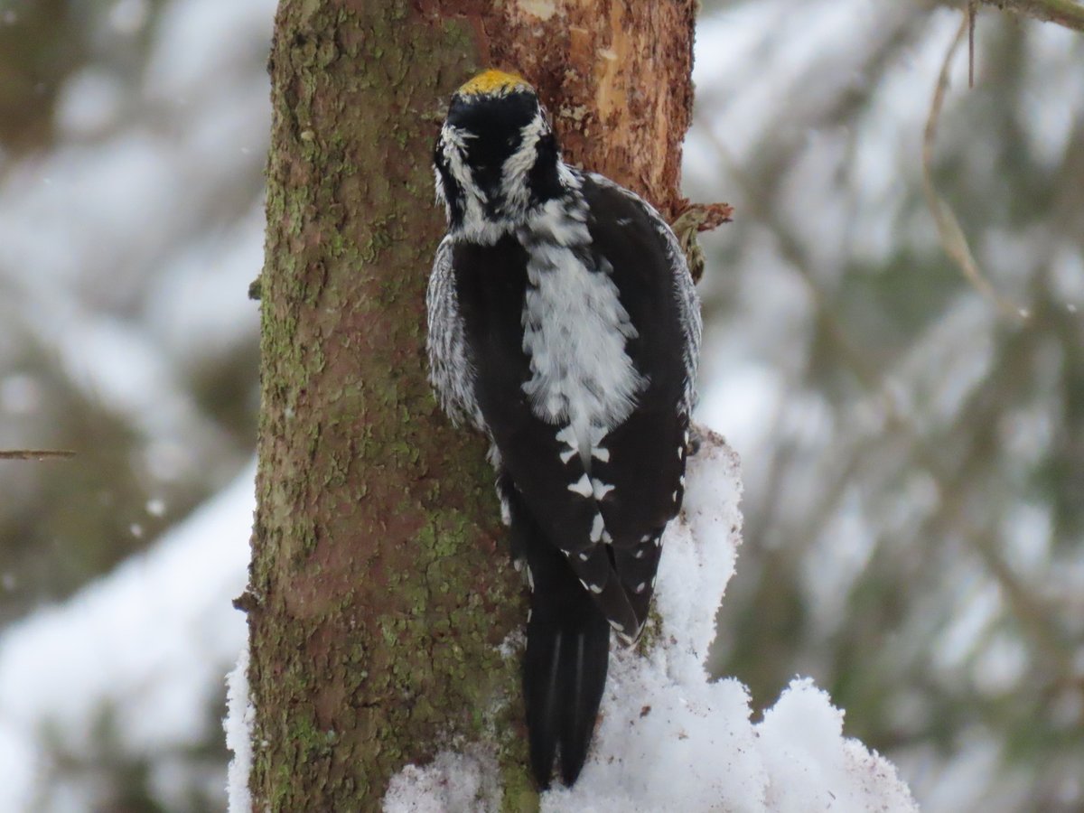 merlu53326660's tweet photo. #трёхпалыйдятел #дятел #птицы #birds #birdwatching #picoidestridactylus #inaturalist https://t.co/33Fml5Nbww https://t.co/IvVHvnglQb