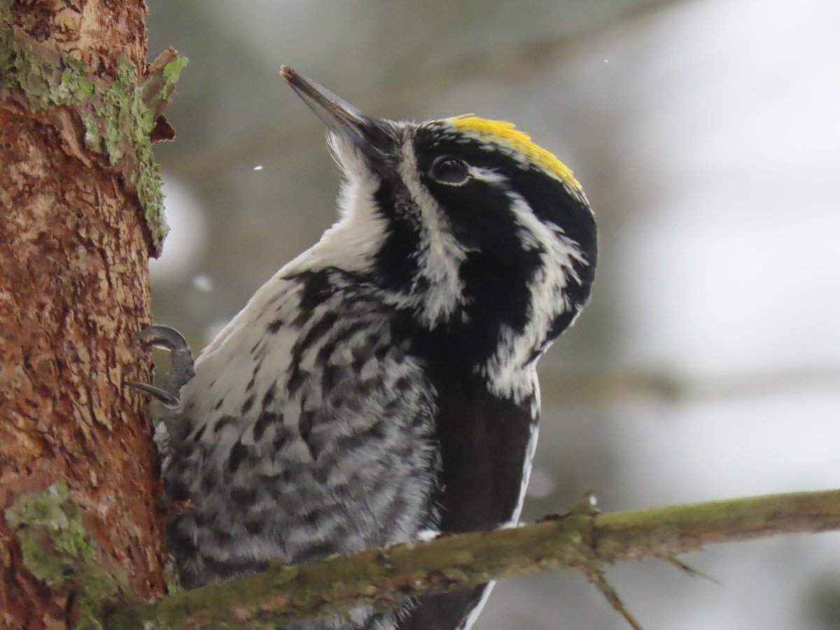 merlu53326660's tweet photo. #трёхпалыйдятел #дятел #птицы #birds #birdwatching #picoidestridactylus #inaturalist https://t.co/33Fml5Nbww https://t.co/IvVHvnglQb