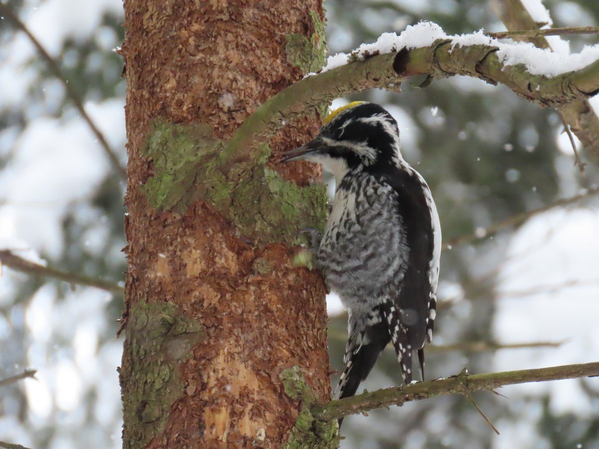 merlu53326660's tweet photo. #трёхпалыйдятел #дятел #птицы #birds #birdwatching #picoidestridactylus #inaturalist https://t.co/33Fml5Nbww https://t.co/IvVHvnglQb