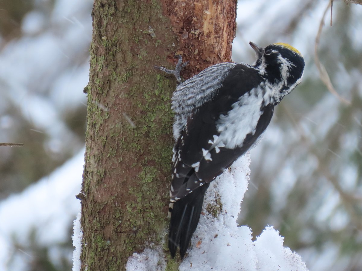 merlu53326660's tweet photo. #трёхпалыйдятел #дятел #птицы #birds #birdwatching #picoidestridactylus #inaturalist https://t.co/33Fml5Nbww https://t.co/IvVHvnglQb