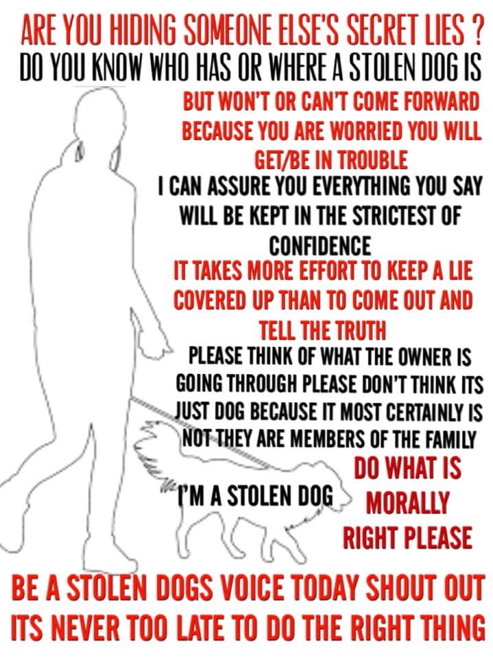 #SpanielHour 
Still nothing on PURDY
‼️someone somewhere knows something so do the right thing and contact us‼️
Any info is kept confidential.
The children are really missing her and still ask daily about her 
PLS keep sharing Purdys poster TY
#Wakefield 
facebook.com/groups/1656565…