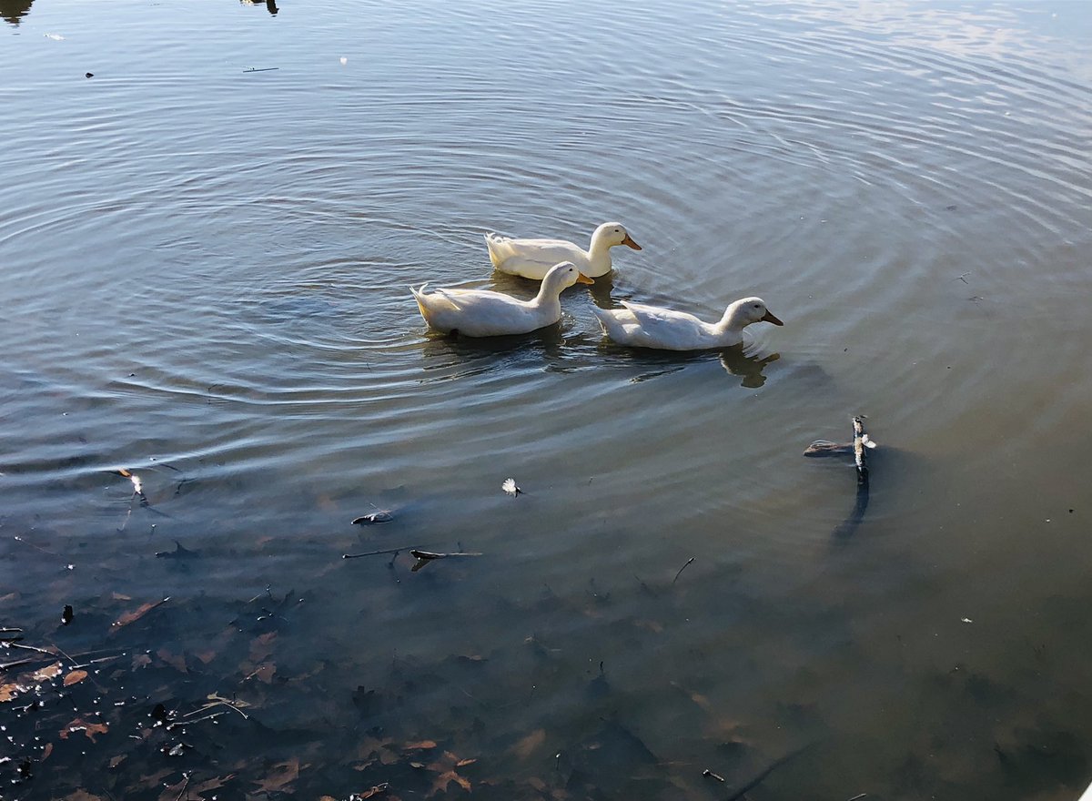 Jennifer739307's tweet photo. #sundaypark is a great place for an afternoon walk. We got in a chilly but sunny walk today before the impending weather. https://t.co/99iuEPW8U8