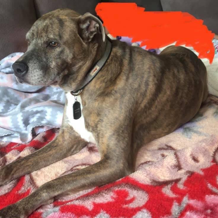 eriatarka13's tweet photo. ‼️ LOST DOG ‼️ 

My boy got out without his collar yesterday, 2/16, in the East End area near Telephone &amp; Lawndale. 77023. Answers to the name Shiner Bock. He’s a pit bull/lab mix, brindle coat, very sweet and approachable. Please help us bring him home!! We miss him! https://t.co/nIUzpV4F31
