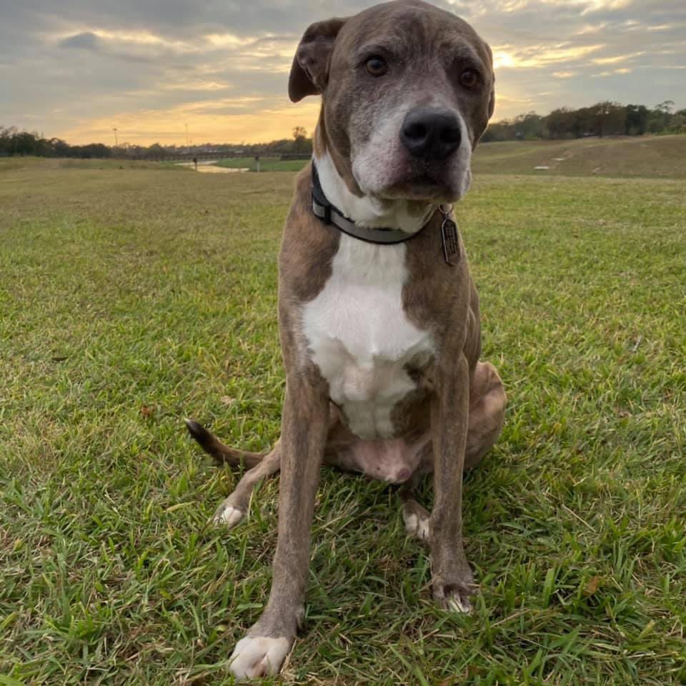 eriatarka13's tweet photo. ‼️ LOST DOG ‼️ 

My boy got out without his collar yesterday, 2/16, in the East End area near Telephone &amp; Lawndale. 77023. Answers to the name Shiner Bock. He’s a pit bull/lab mix, brindle coat, very sweet and approachable. Please help us bring him home!! We miss him! https://t.co/nIUzpV4F31