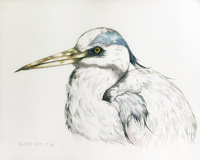 ノーチのしっぽ研究所 アオサギを描きました 北海道にて遠くから見た時にはツルかと思ったけれど アオサギは首を曲げたまんま飛ぶんですよ ツルは飛んでいる時 首が伸びてるんです サギは田んぼや池がある所に行くと見れますね イラスト好きさん ノーチのしっぽ研究所 アオサギを描きました 北海道にて遠くから見た時にはツルかと思ったけれど アオサギは首を曲げたまんま飛ぶんですよ ツルは飛んでいる時 首が伸びてるんです サギは田んぼや池がある所に行くと見れますね イラスト好きさん