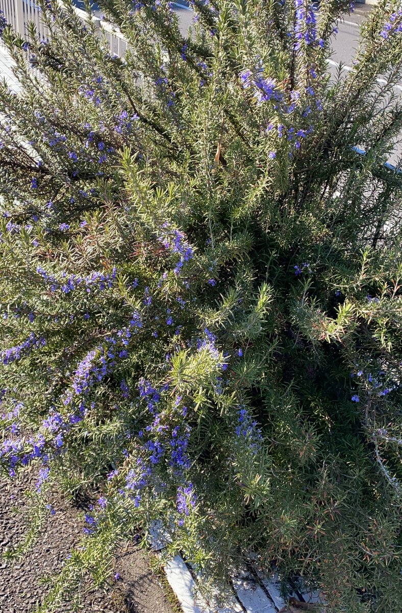 株式会社マーバラス A Twitter 今 店舗駐車場内にある ローズマリー がキレイに咲いております とても良い香りです 西多摩郡 瑞穂町 羽村市 福生市 青梅市 武蔵村山市 花束 イーフローラ フジテレビフラワーネット フラワーアレンジメント みずほ