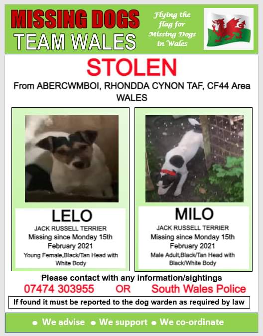 🔺🔺 MILO AND LELO BOTH #STOLEN FROM #ABERCWMBOI, RHONDDA CYNON TAFF, CF44 AREA WALES. 🔺 MISSING SINCE MONDAY 15th FEBRUARY 2021 🔺 PLEASE SHARE AND WATCH OUT FOR THEM, ANY INFORMATION PLEASE CALL NUMBER ON POSTER OR SOUTH WALES POLICE.
