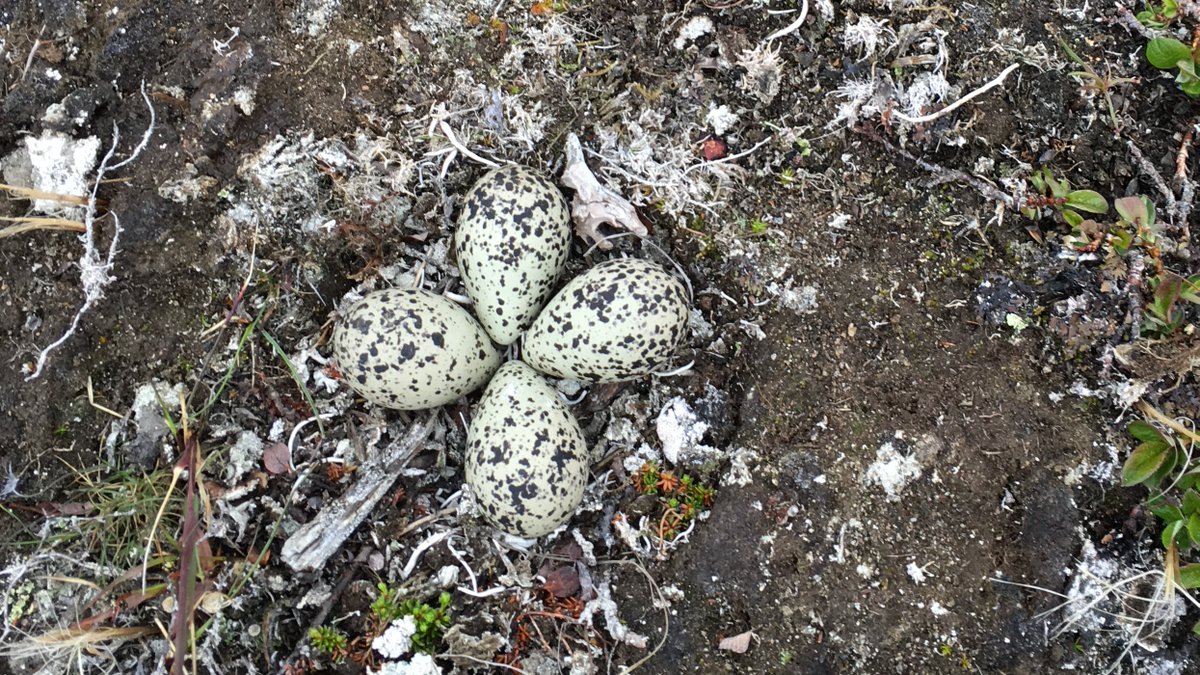 The Shorebird Collective tweet media