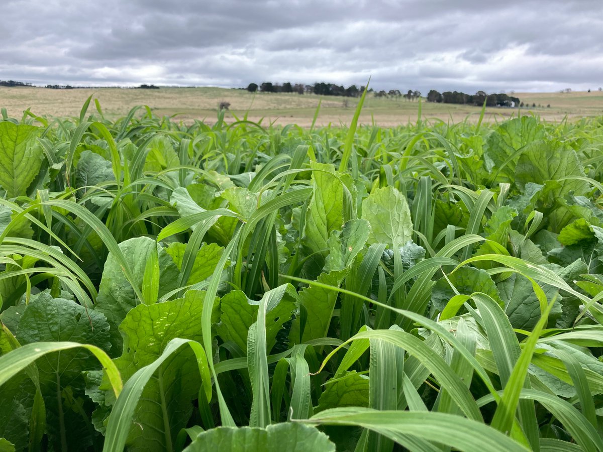 RAGTAU's tweet photo. SF Fast Feed blend consisting of SF Pacer Leafy Turnip and Shirohie Millet. Sown in Walcha NSW in dry land paddock @10kg/ha- in time for a bit of rain.
Image 5-wks post sowing. The agro Claire Wanford and the grower are very happy.
#SeedForce #yeild #productivity #sheep #lamb https://t.co/04SG0cOP9v