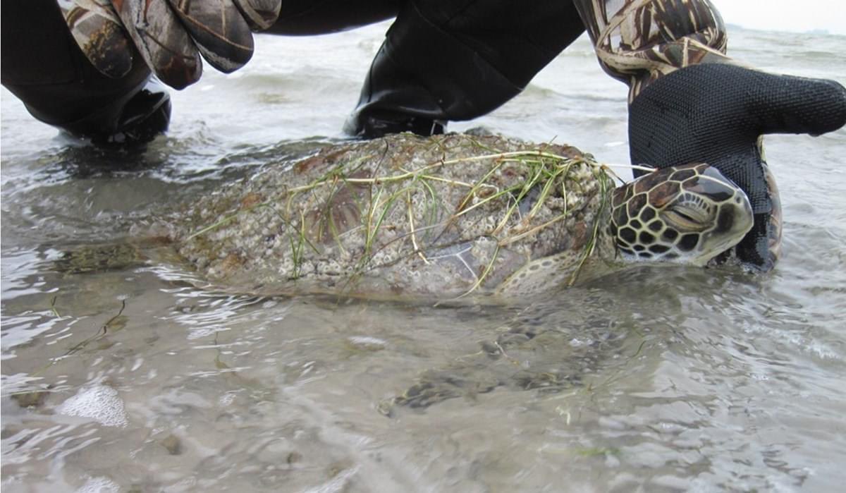 MisionPlanetaAC's tweet photo. Más de 3500 tortugas marinas han sido rescatadas del frío por voluntarios y organizaciones al sur de Texas. 🐢

Lamentablemente con otro frente frío aproximándose, no sabe cuándo podrán regresar a las tortugas marinas al agua. 

#EmergenciaClimática #TexasFreeze https://t.co/03RA7gn60i